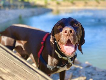 Close-up of dog looking away