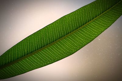 Close-up of water drops on leaves