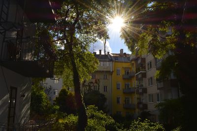 Sun shining through trees