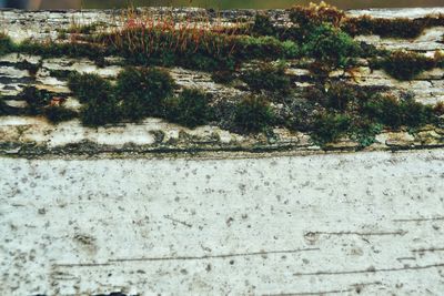 High angle view of plants