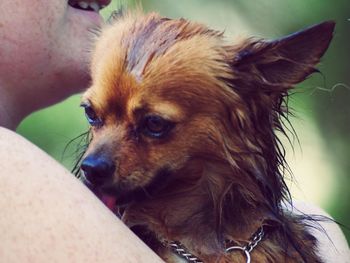 Cropped image of person holding wet dog