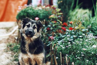 Portrait of dog on field