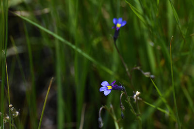 Close-up of purple flowering plant on field