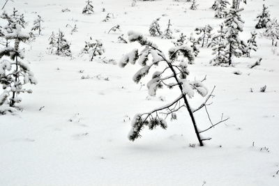 Bare trees on snow covered landscape