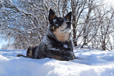 Dog on snow covered land