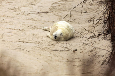 View of a young gray seal sleeping on land