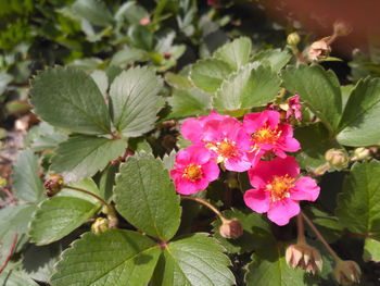 Close-up of fresh pink flowers blooming outdoors