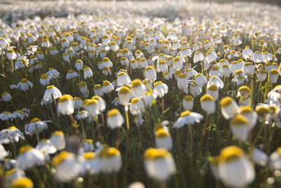 Full frame shot of flowers