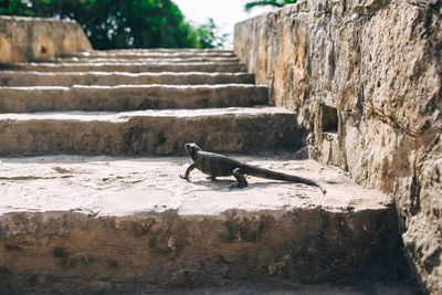 Side view of an animal on rock