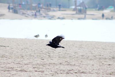 Bird flying over beach