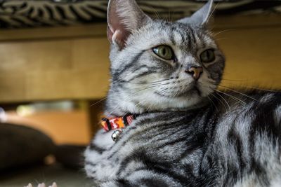 Close-up portrait of a cat at home