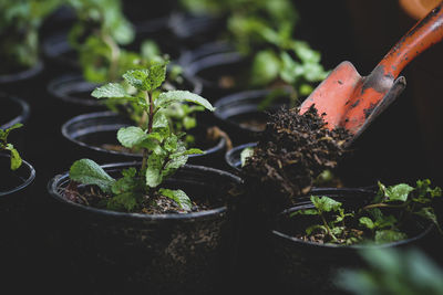 Close-up of potted plant