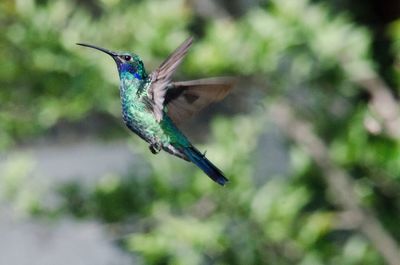 Close-up of a bird flying