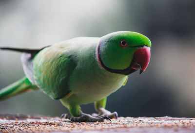 Close-up of parrot perching on tree