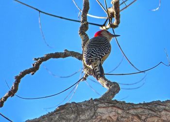 Low angle view of birds perched on blue sky