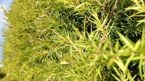 Full frame shot of green plants