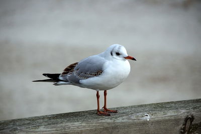 Close-up of seagull perching on wooden post