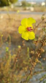 Close-up of yellow flower