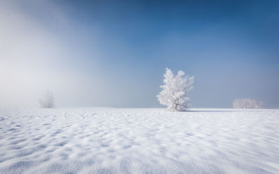 Frozen trees on snow covered field against blue sky