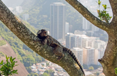 Marmoset monkey relaxing with cityscape background