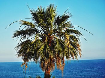 Palm tree by sea against clear blue sky
