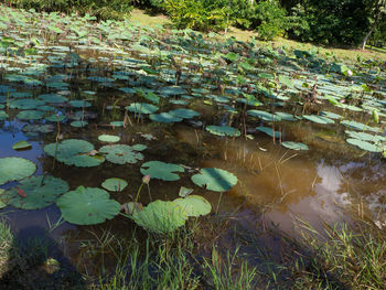 High angle view of water lily in lake