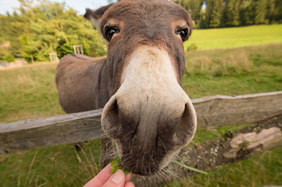 A donkey stands on the meadow in natural landscape.  wide angle.