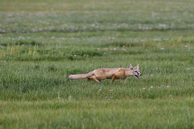 Fox on grassy field