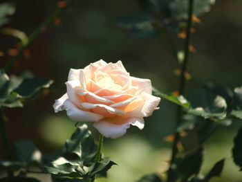 Close-up of white rose blooming outdoors