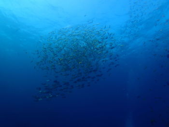 Fish swimming in sea