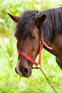 Close-up of a horse