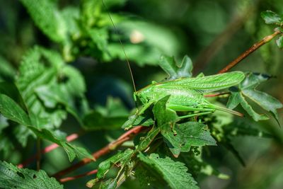 Close-up of insect on plant