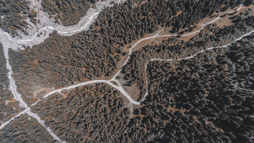 Aerial view of trees on land in forest