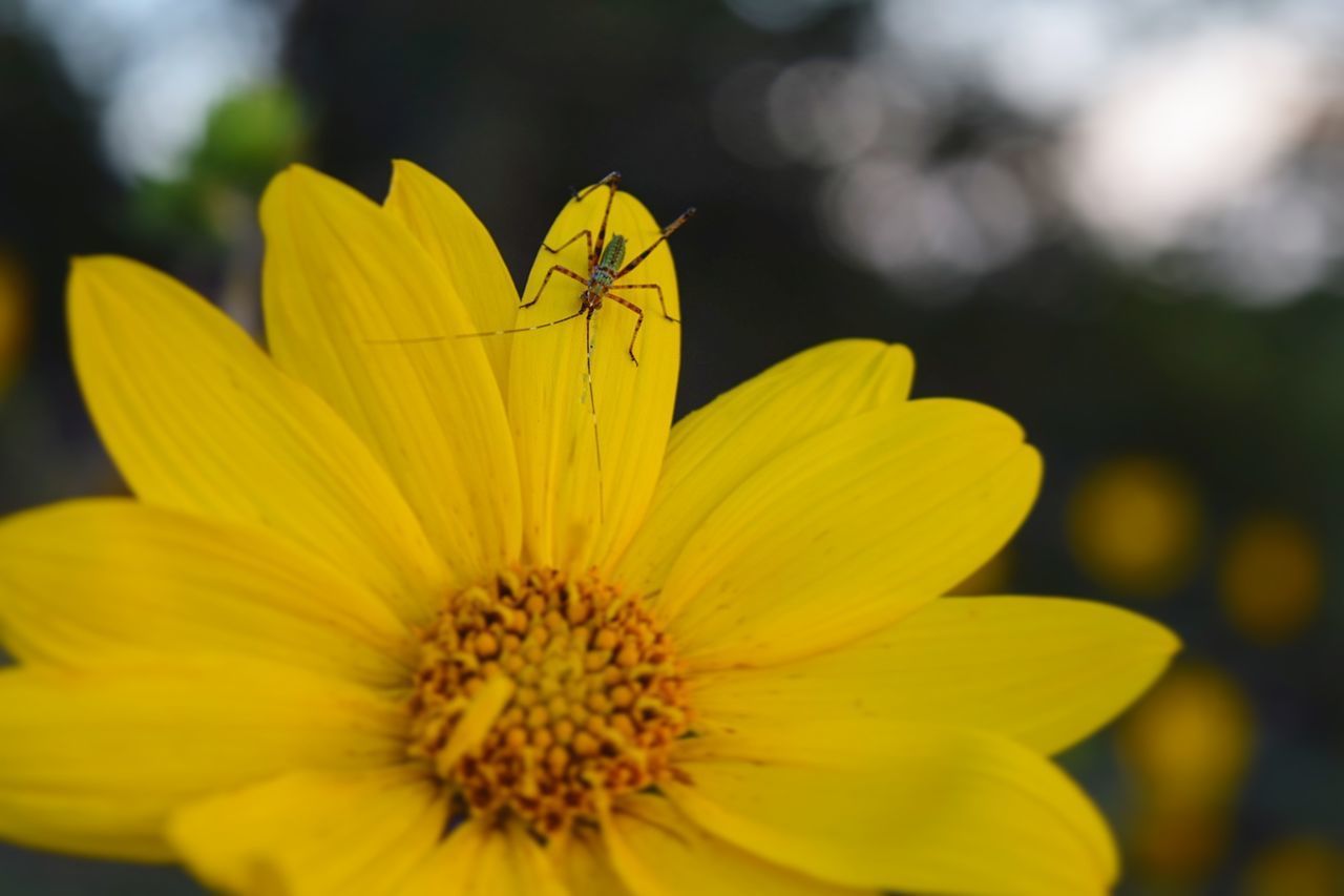 CLOSE-UP OF INSECT ON YELLOW FLOWER BLOOMING OUTDOORS