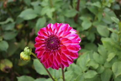 Close-up of pink flower