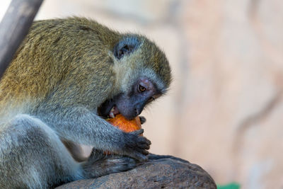 Close-up of monkey sitting on rock