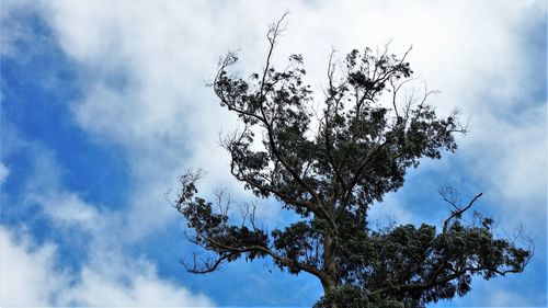 Low angle view of tree against sky