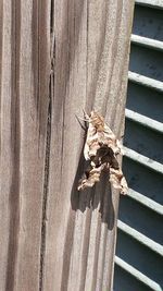 Close-up of wooden plank