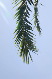 Low angle view of palm tree against sky