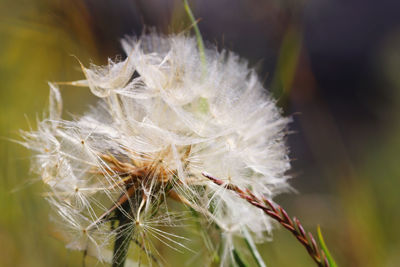 Close-up of dandelion on plant