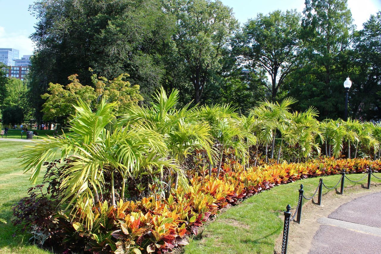 SCENIC VIEW OF PARK