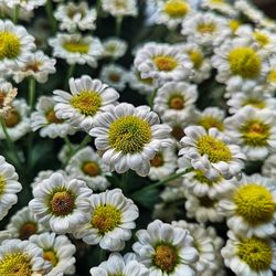 Close-up of white daisy flowers