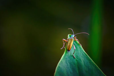 Close-up of insect on leaf