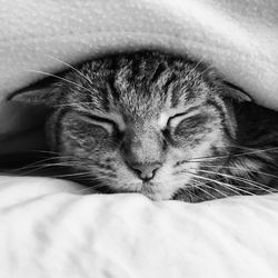 Close-up of cat sleeping on bed