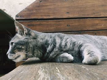 Close-up of cat sitting on wood