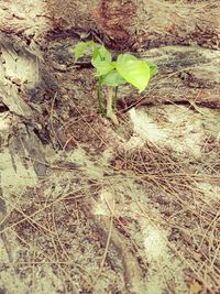 High angle view of yellow flowering plant on land