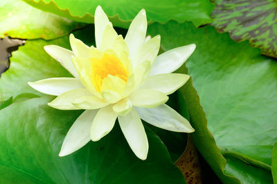 Close-up of lotus water lily