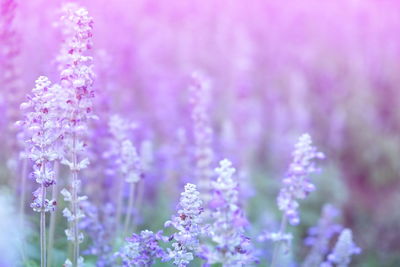 Close-up of lavender blooming outdoors