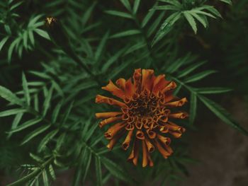 High angle view of flowering plant