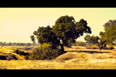Trees on field against clear sky